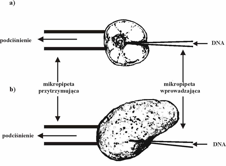 Mikroiniekcja izolowanego protoplastu (a) i penej komrki rolinnej (b)