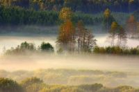 Na zdjciu fotografia Marka Kojro - zielony pejza Warmii we mgle