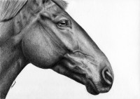 Rysunek Magdaleny Muraszko-Kowalskiej przedstawiajcy konia 