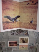 Fragment wystawy w witrynie: otwarta ksika z ilustracj przedstawiajc urawie na ce, zakadka z wizerunkami 4 gatunkw mew oraz trzy kolorowe pocztwki przedstawiajce sow, abdzie i guszca.