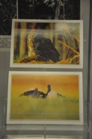 Fragment wystawy w witrynie: dwie kolorowe pocztwki przedstawiajce sow i guszca.