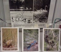 Fragment wystawy w witrynie: czarno-biae zdjcie przedstawiajce  dwa pynce abdzie oraz stado abdzi i trzy kolorowe pocztwki przedstawiajce kolorowe ptaki lene. 