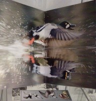 Fragment wystawy w witrynie: otwarta ksika z ilustracj przedstawiajc zrywajca si z wody do kaczk oraz zakadka z wizerunkami 4 gatunkw mew.