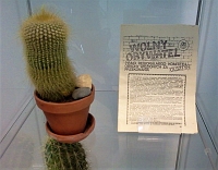 Fragment wystawy w witrynie: wyeksponowany na przezroczystej podstawce numer „Wolny Obywatel”  obok za w glinianej doniczce jasnozielony kaktus z licznymi drobnymi cierniami.