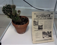 Fragment wystawy w witrynie: wyeksponowany na przezroczystej podstawce numer „Reperkusji”, czasopisma NSZ WSP w Olsztynie, obok za w glinianej doniczce ciemnozielony kaktus zoony z podunych odroli.